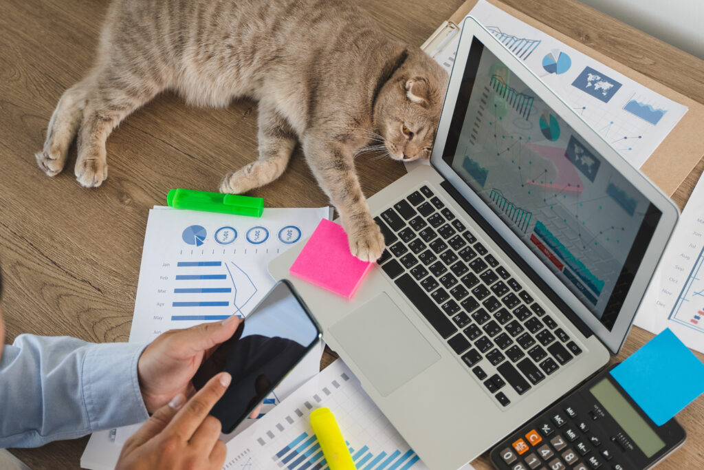 Un chat allongé sur un bureau, la patte sur l'ordinateur portable